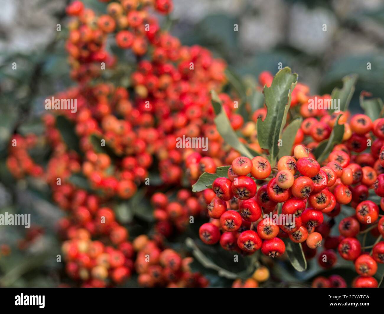 Pyracantha coccinea berries in the fall season. Firethorn orange color plant Stock Photo