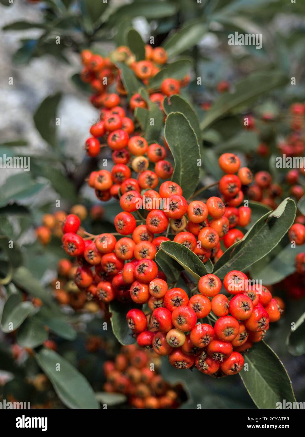 Pyracantha coccinea berries in the fall season. Firethorn orange color plant Stock Photo