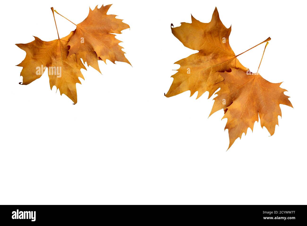 Red Autumn Leaves - isolated on a white Stock Photo - Alamy