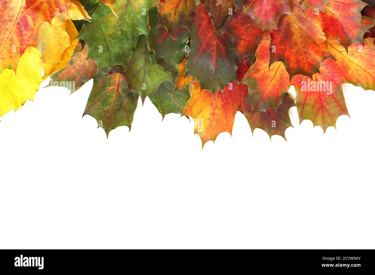 Red Autumn Leaves - isolated on a white Stock Photo - Alamy