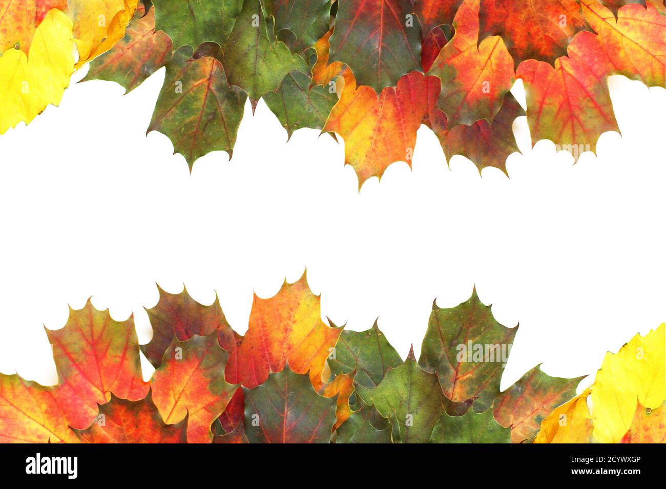 Red Autumn Leaves - isolated on a white Stock Photo - Alamy