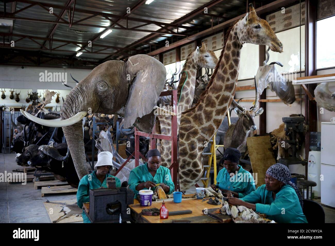 Workers prepare animal skins in front of animal trophies at the taxidermy  studio in Pretoria,February 12, 2015. Africa's big game hunting industry  helps protect endangered species, according to its advocates. Opponents say