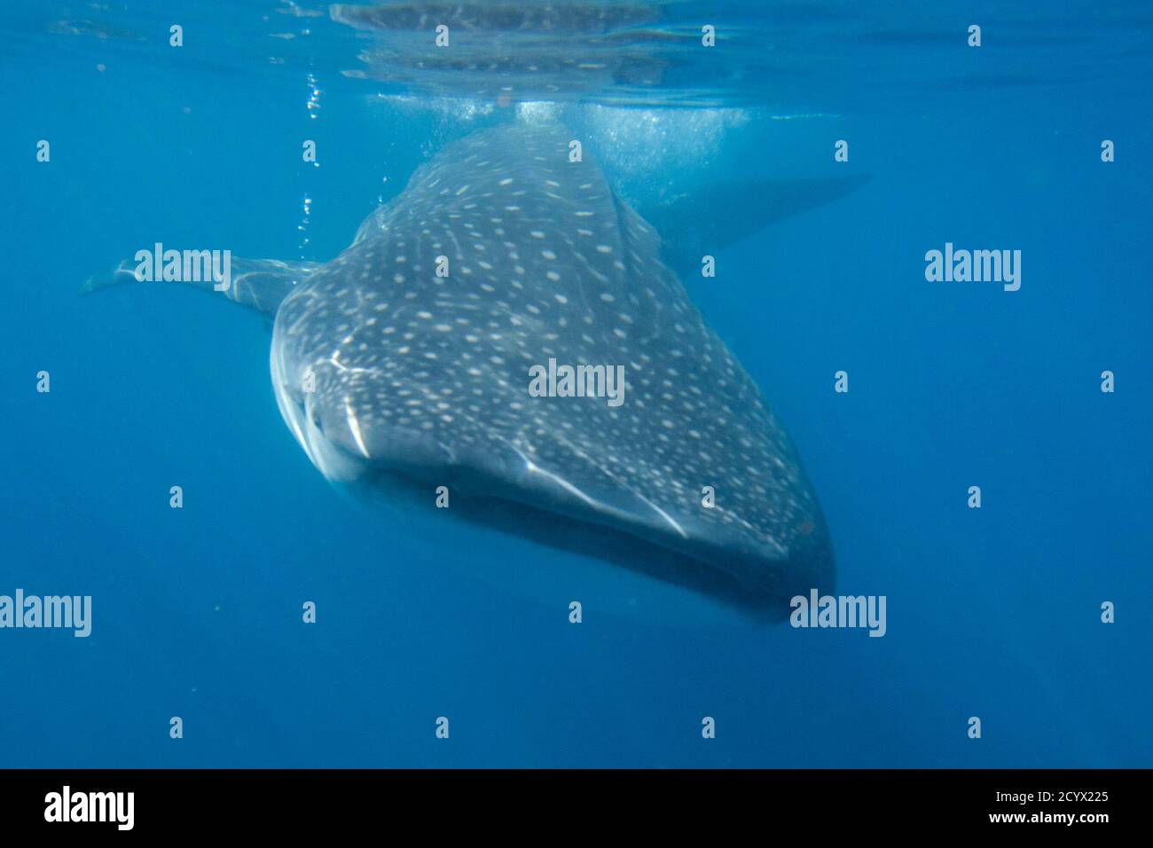 A whale shark (Rhincodon typus) swims in the Caribbean Sea in Isla Mujeres July 14, 2011.The Whale Shark Annual Festival has been taking place in Isla Mujeres since 2008 to promote eco-tourism, and the conservation of this species considered vulnerable under the the IUCN Red List of Threatened Species. REUTERS/Victor Ruiz Garcia (MEXICO  - Tags: ANIMALS SOCIETY) Stock Photo