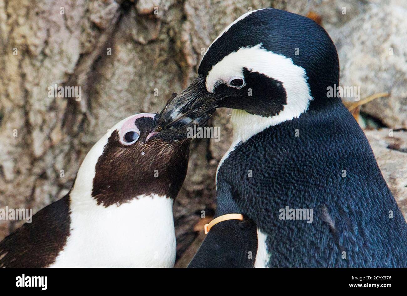 African penguins Pedro (R) and Buddy interact with each other at the  Toronto Zoo in Toronto November 8, 2011. The Toronto Zoo announced they  will separate the penguins after zookeepers noticed behaviour