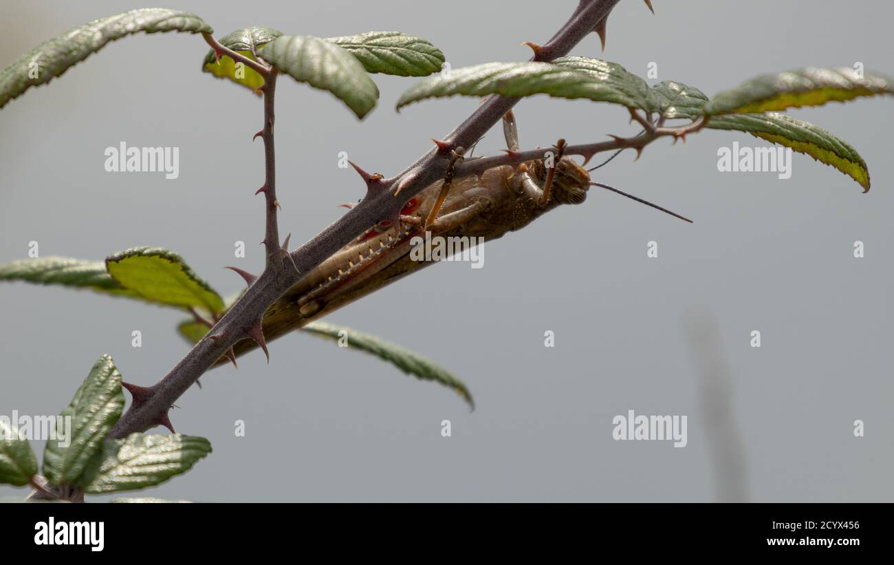 Egyptian grasshopper (Anacridium aegyptium). Grasshopper on bramble. Italy. Stock Photo