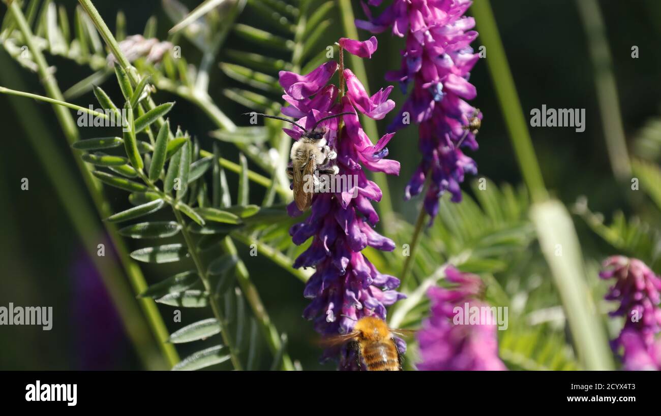 Wild bee. Eucera (genus). Italy. Stock Photo