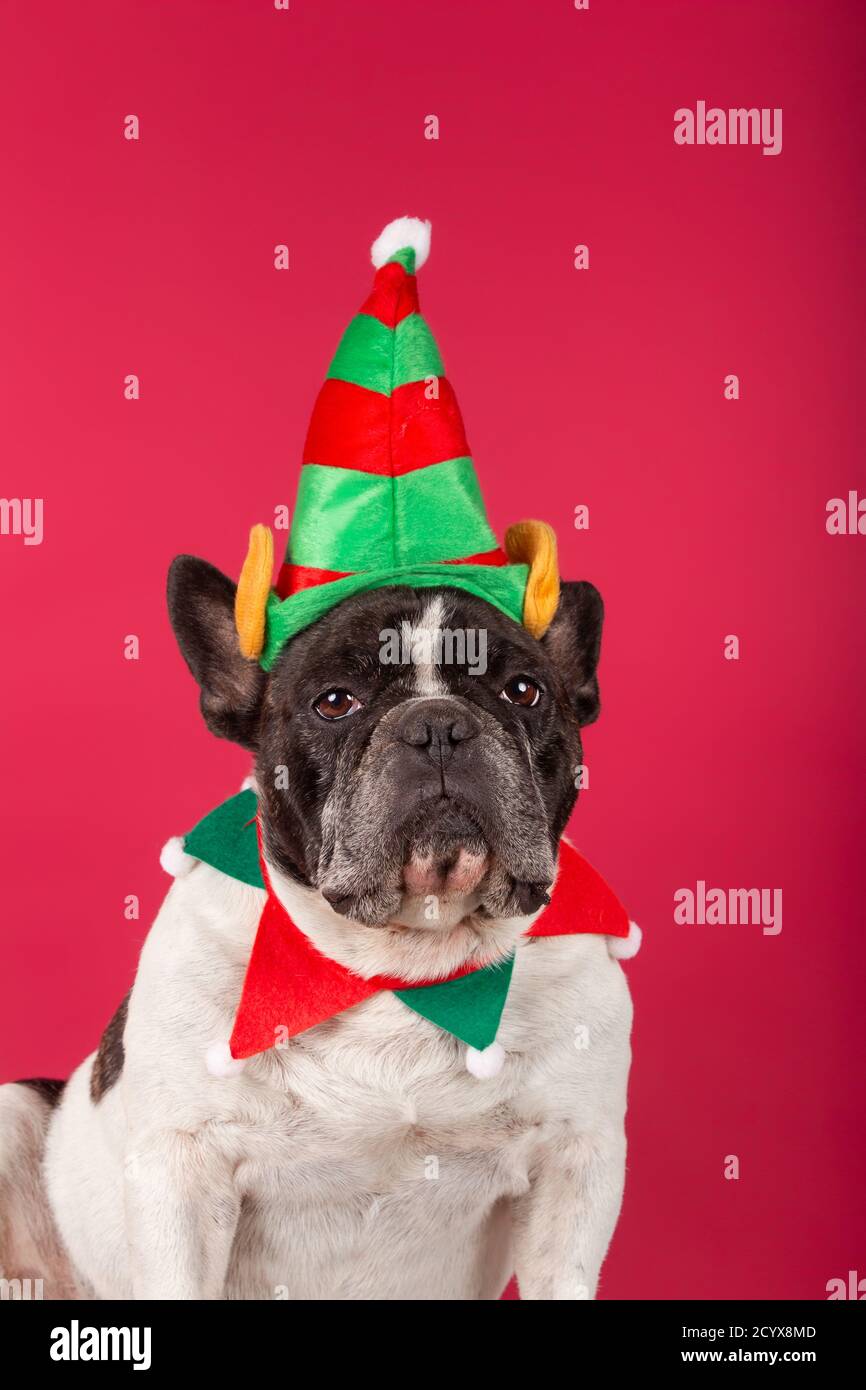 French bulldog elf clearance costume