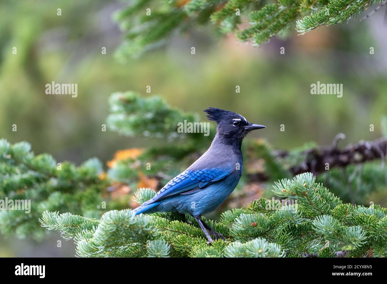A stellar jay blue bird perched on a pine tree in Rocky Mountain National  Park in Colorado Stock Photo - Alamy