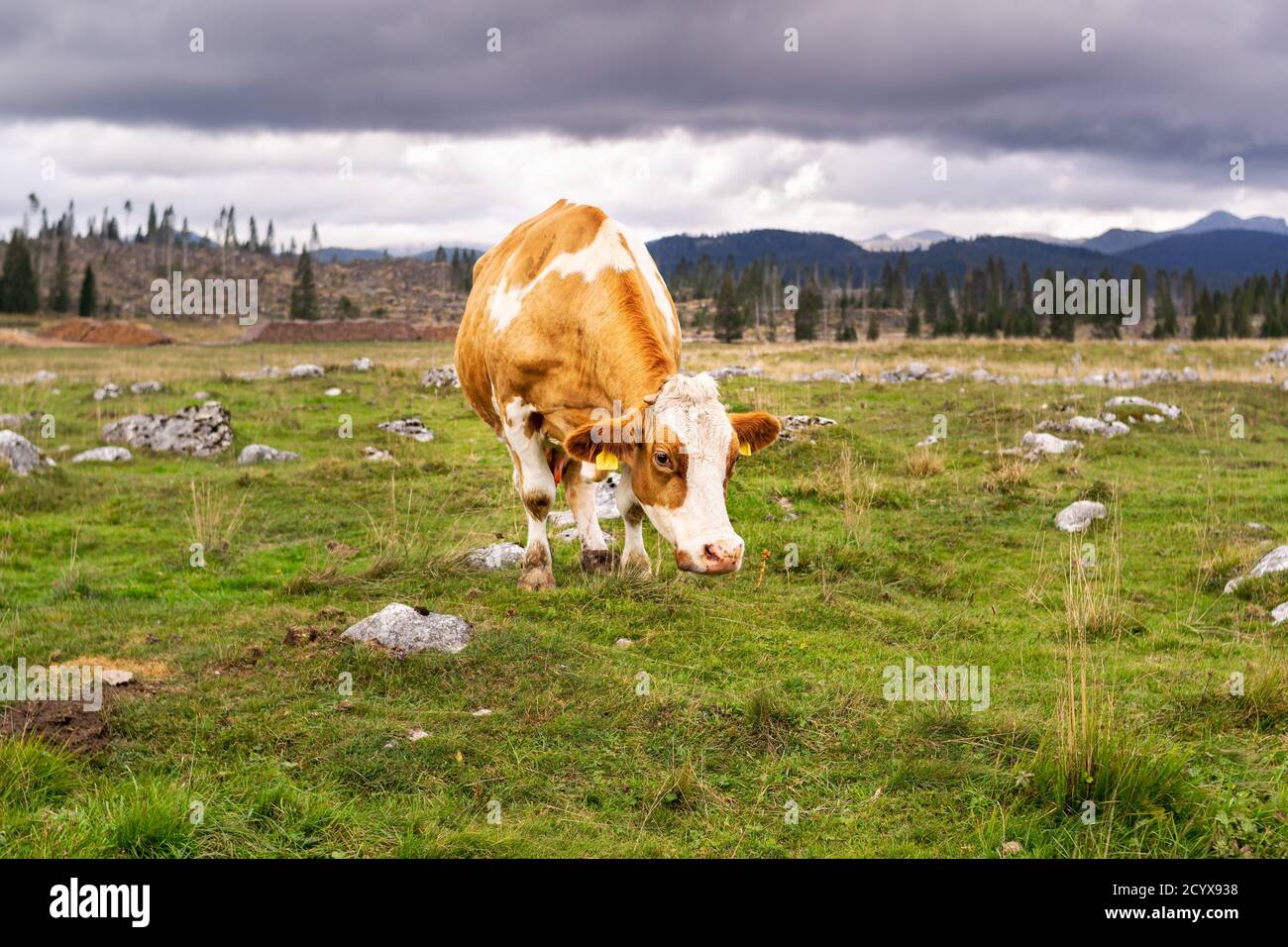 Brown cows grazing on green meadow. In the background the woods devastated by the Vaia storm. Enego, Vicenza, Italy Stock Photo