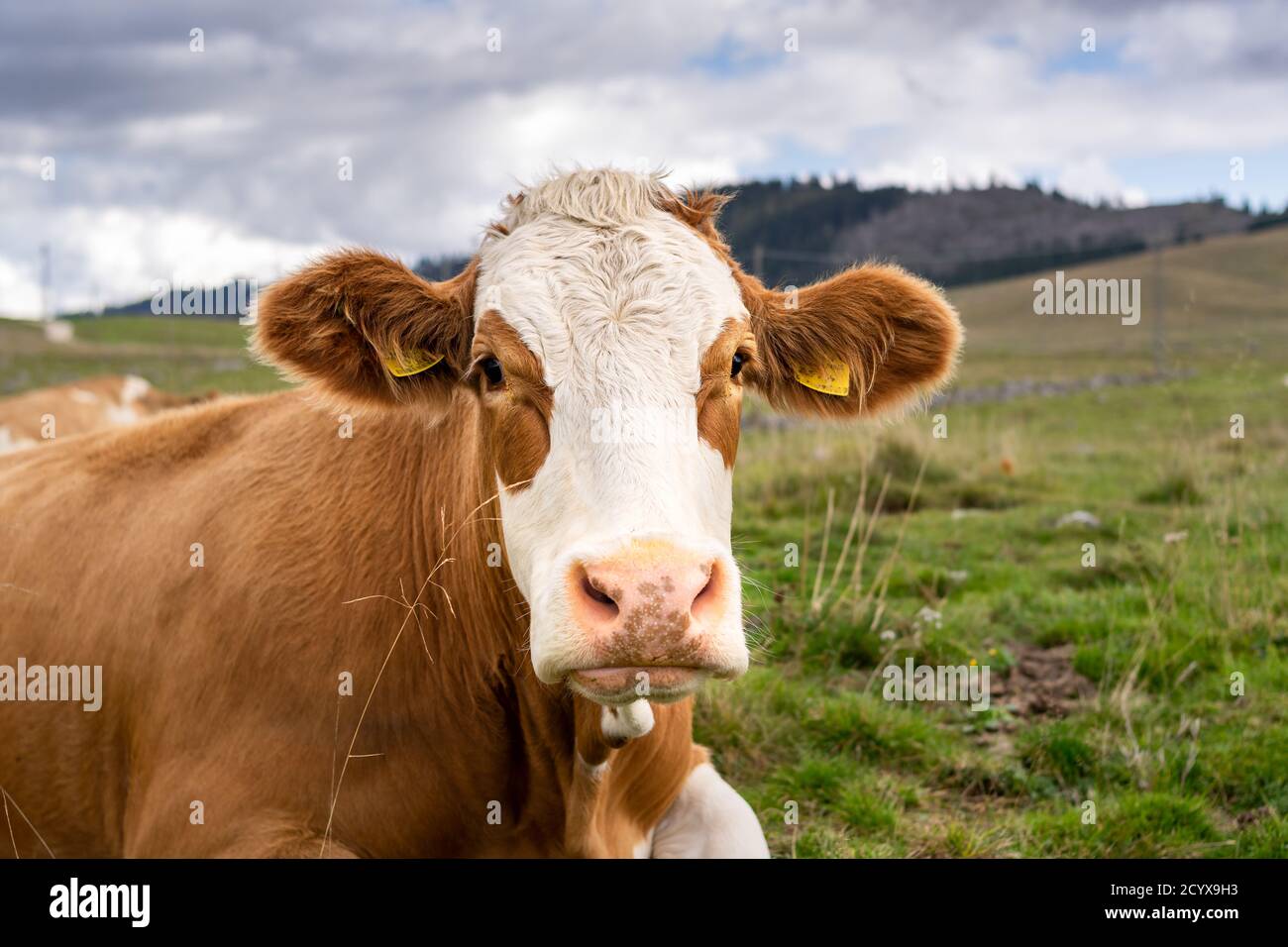 Portrait of brown cow grazing on green meadow. In the background the woods devastated by the Vaia storm. Enego, Vicenza, Italy Stock Photo