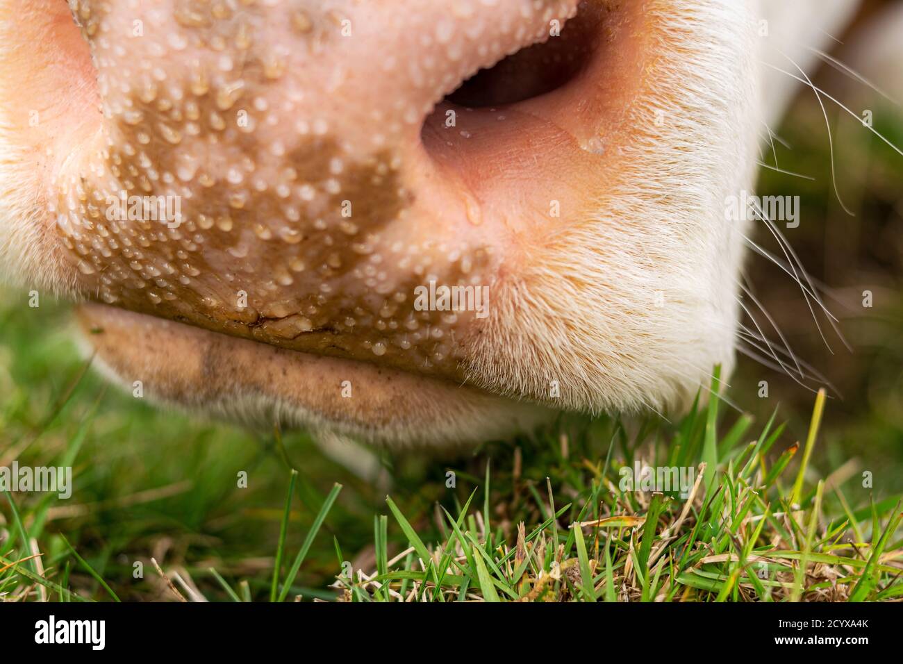 Close up detail of the muzzle of a brown cow grazing on green meadow. Enego, Vicenza, Italy Stock Photo