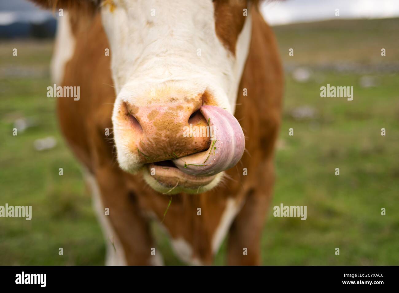 Detail of the muzzle of a brown cow grazing on the green meadow while licking its whiskers with its tongue. Enego, Vicenza, Italy Stock Photo