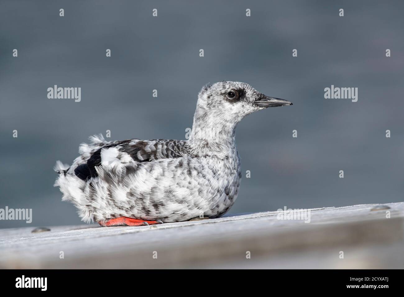 Black Guillemot; Cepphus grylle; Winter Plumage; Shetland; UK Stock