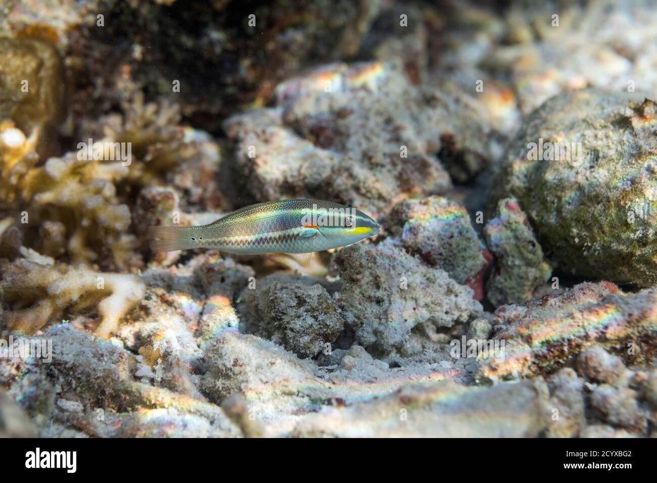 Blue Lined Wrasse; Stethojulis albovittata; Maldives Stock Photo