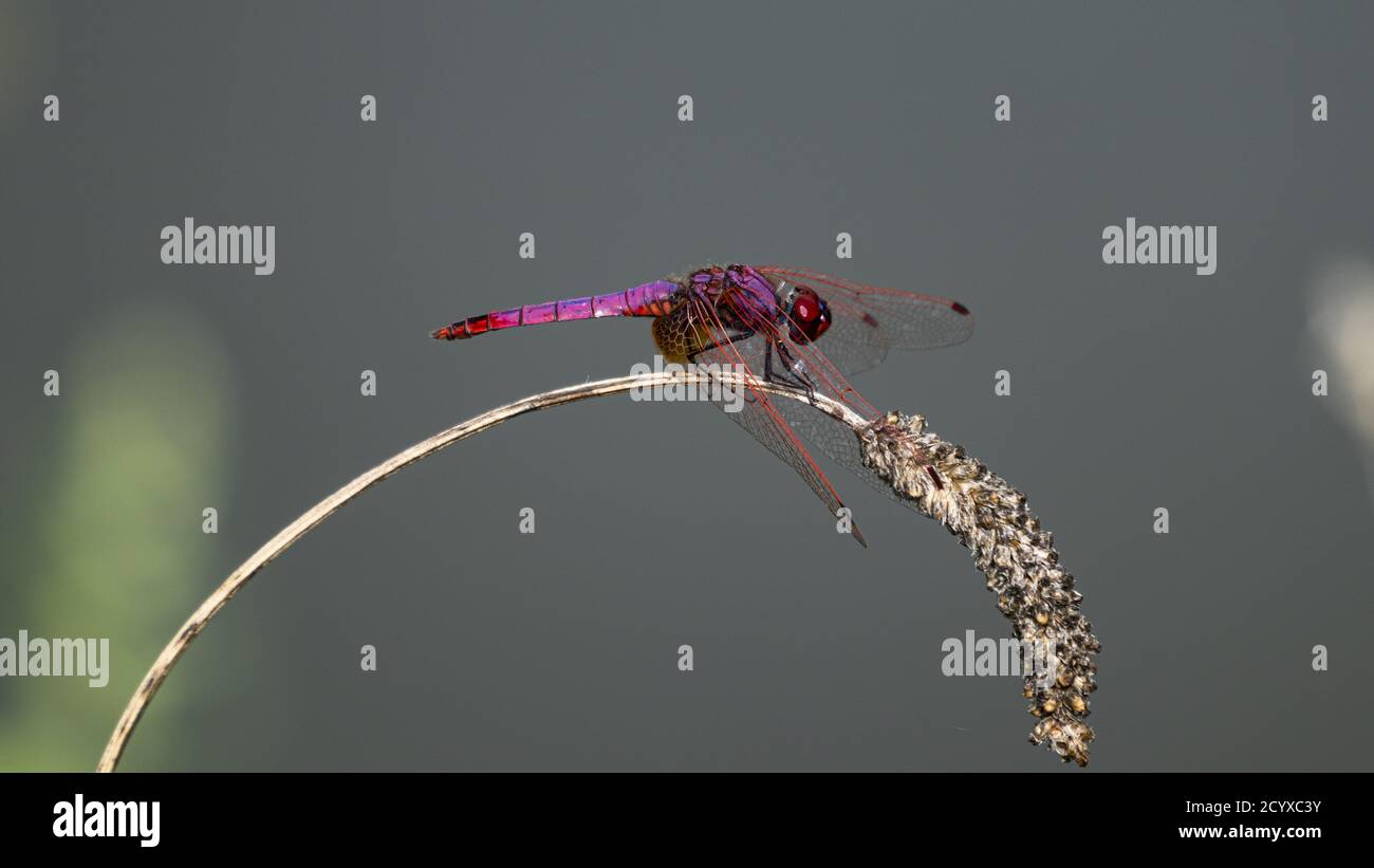 Dragonfly. Violet dropwing (Trithemis annulata). Italy. Stock Photo