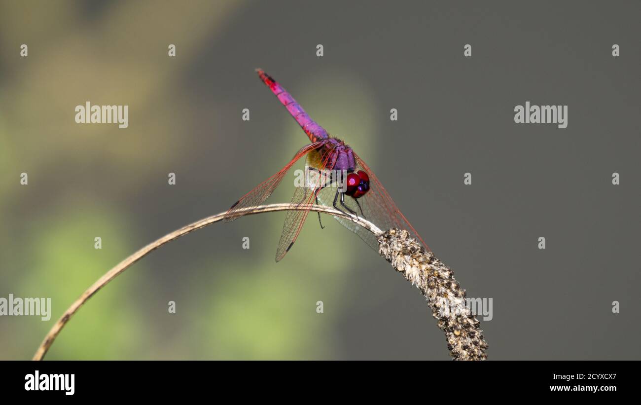 Dragonfly. Violet dropwing (Trithemis annulata). Italy. Stock Photo