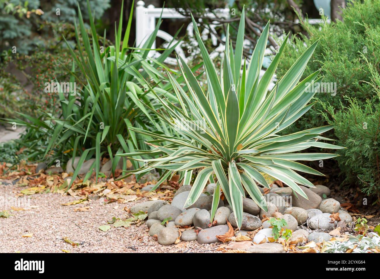 Beautiful yucca with striped leaves in beautiful home yard. Selective focus Stock Photo