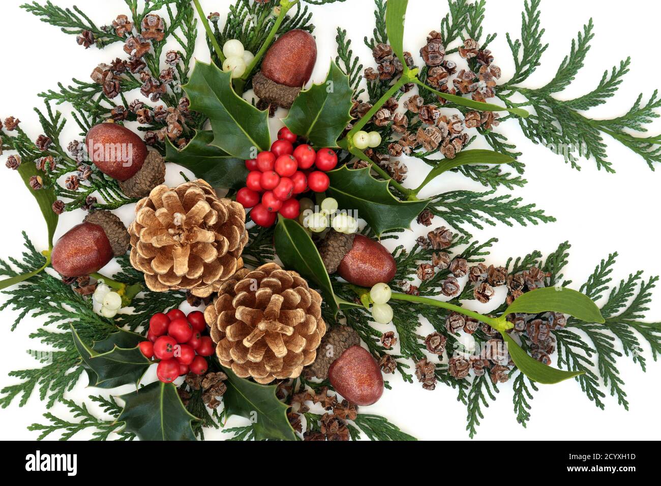 Winter greenery border with cedar cypress leylandii leaves & pine cones on  white background. Natural flora for the Christmas & New Year season Stock  Photo - Alamy