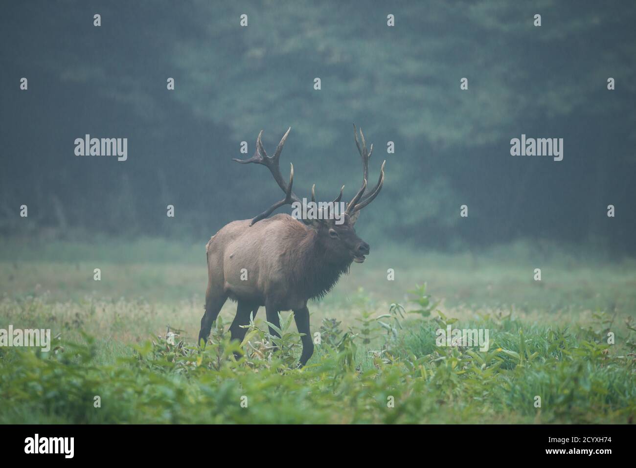 A bull elk bugles as he walks through a field in Benzette, PA, USA Stock Photo