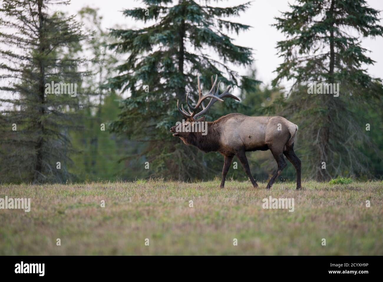 A bull elk bugles during the elk rut in Benzette, PA, USA Stock Photo