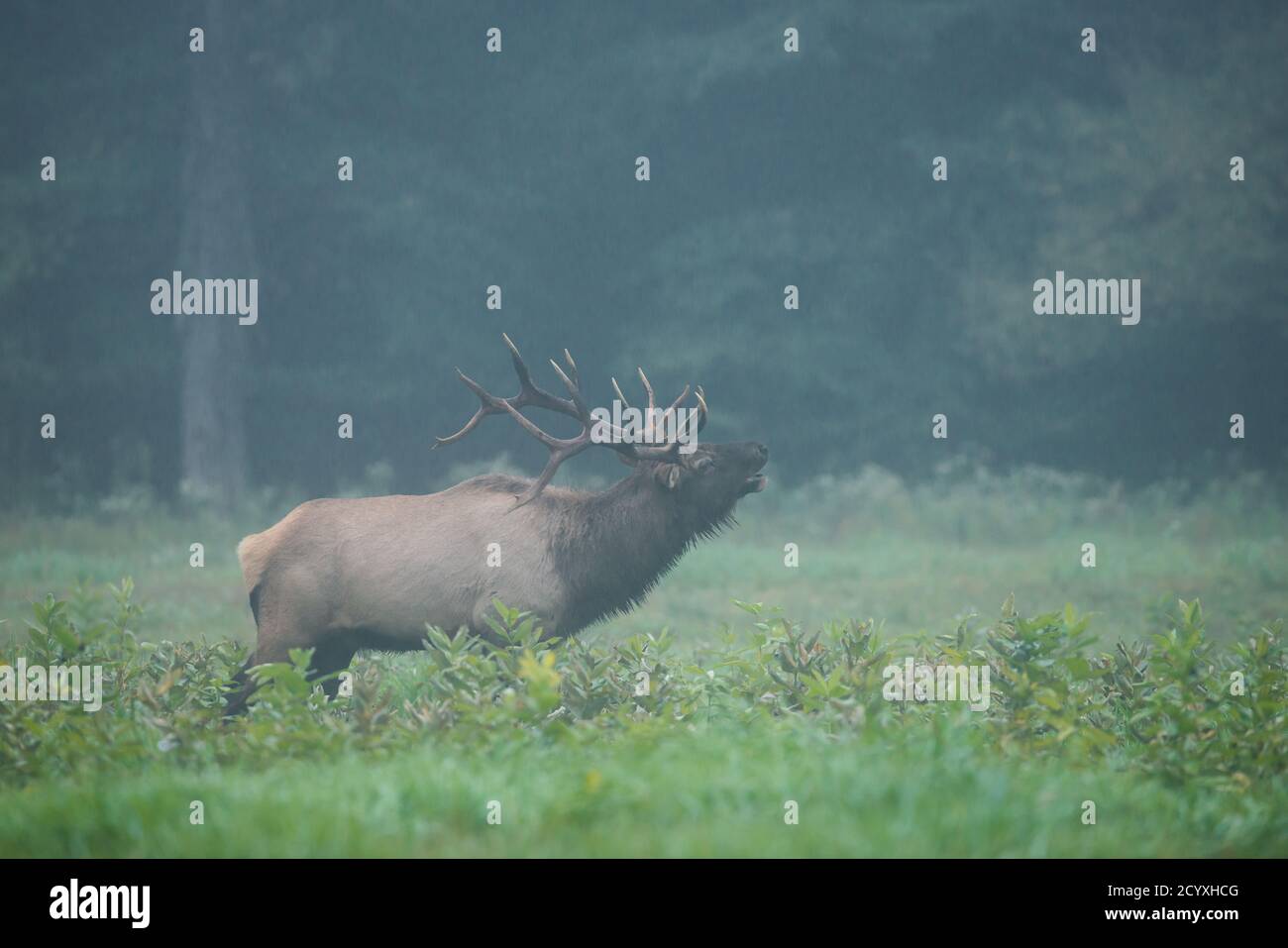 A bull elk bugles on a foggy morning during the elk rut in Benzette, PA, USA Stock Photo