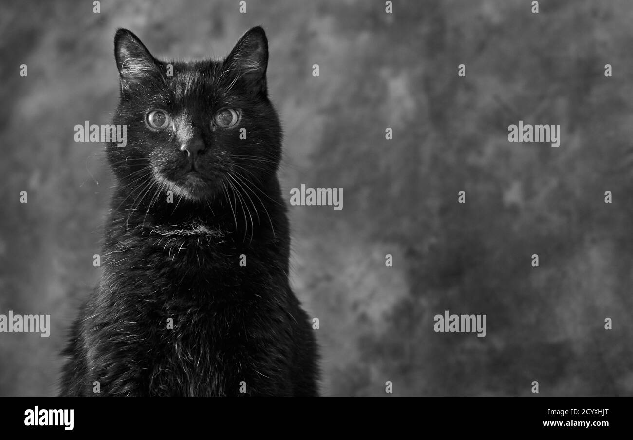 Adorable black cat in front of grey studio background looking at the camera (Crossbreed Turkish angora) Stock Photo
