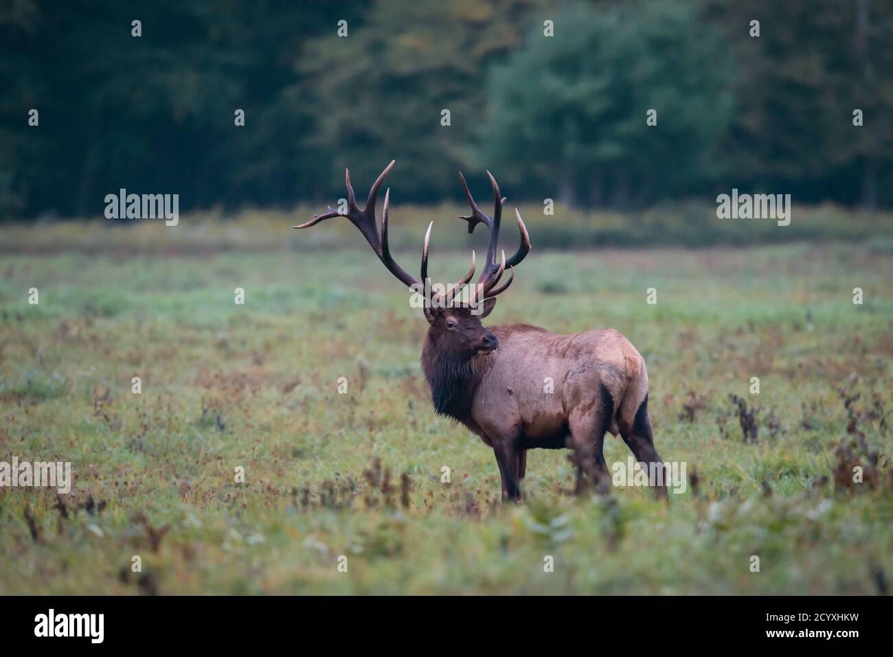 A large bull elk in a field in Benzette, PA, USA Stock Photo