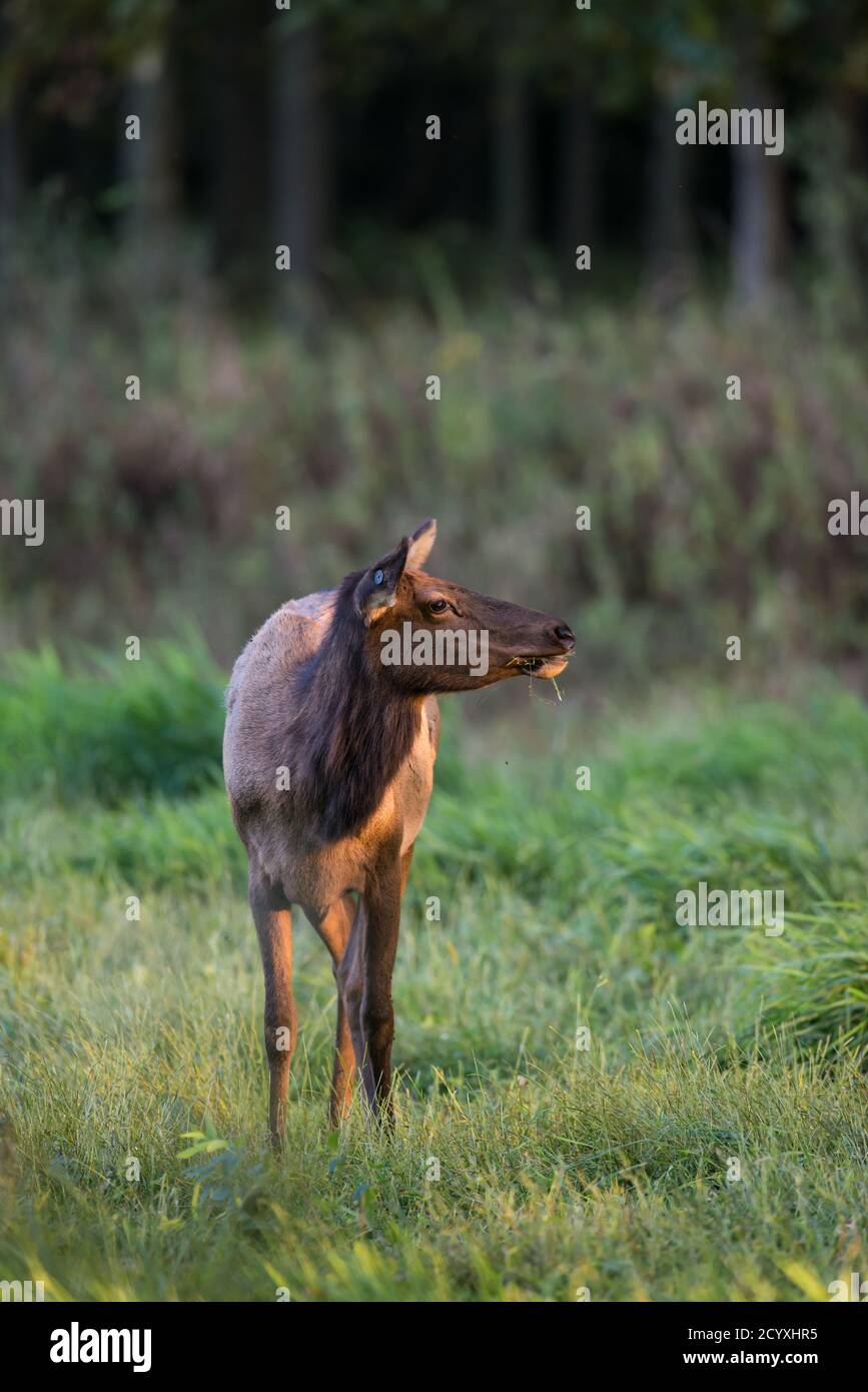 A young elk cow with a tag in her ear poses in a field in Benzette, PA, USA Stock Photo