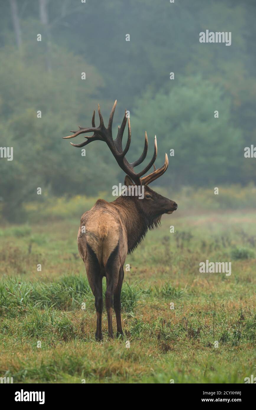 An early morning photo of a bull elk standing in a field during the elk rut in Benzette, Pennsylvania, USA Stock Photo