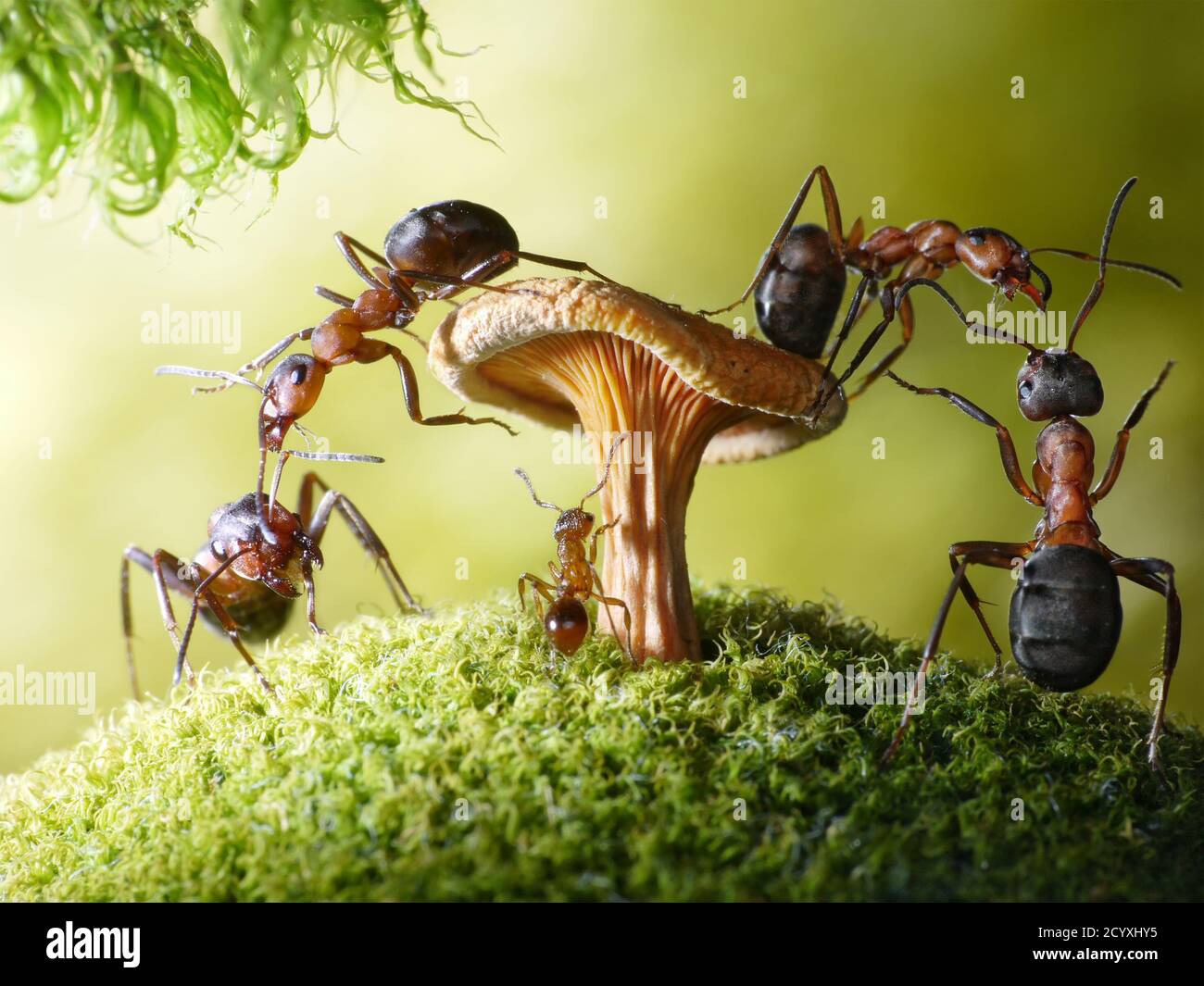 All good work is done the way ants do things: Little by little. Stock Photo