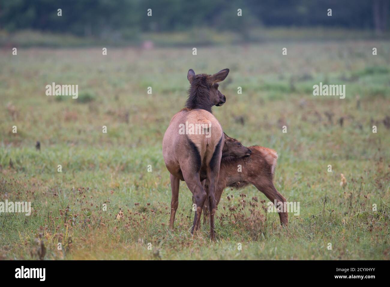 An elk calf cleans itself while standing next to its mother, Benzette, PA, USA Stock Photo