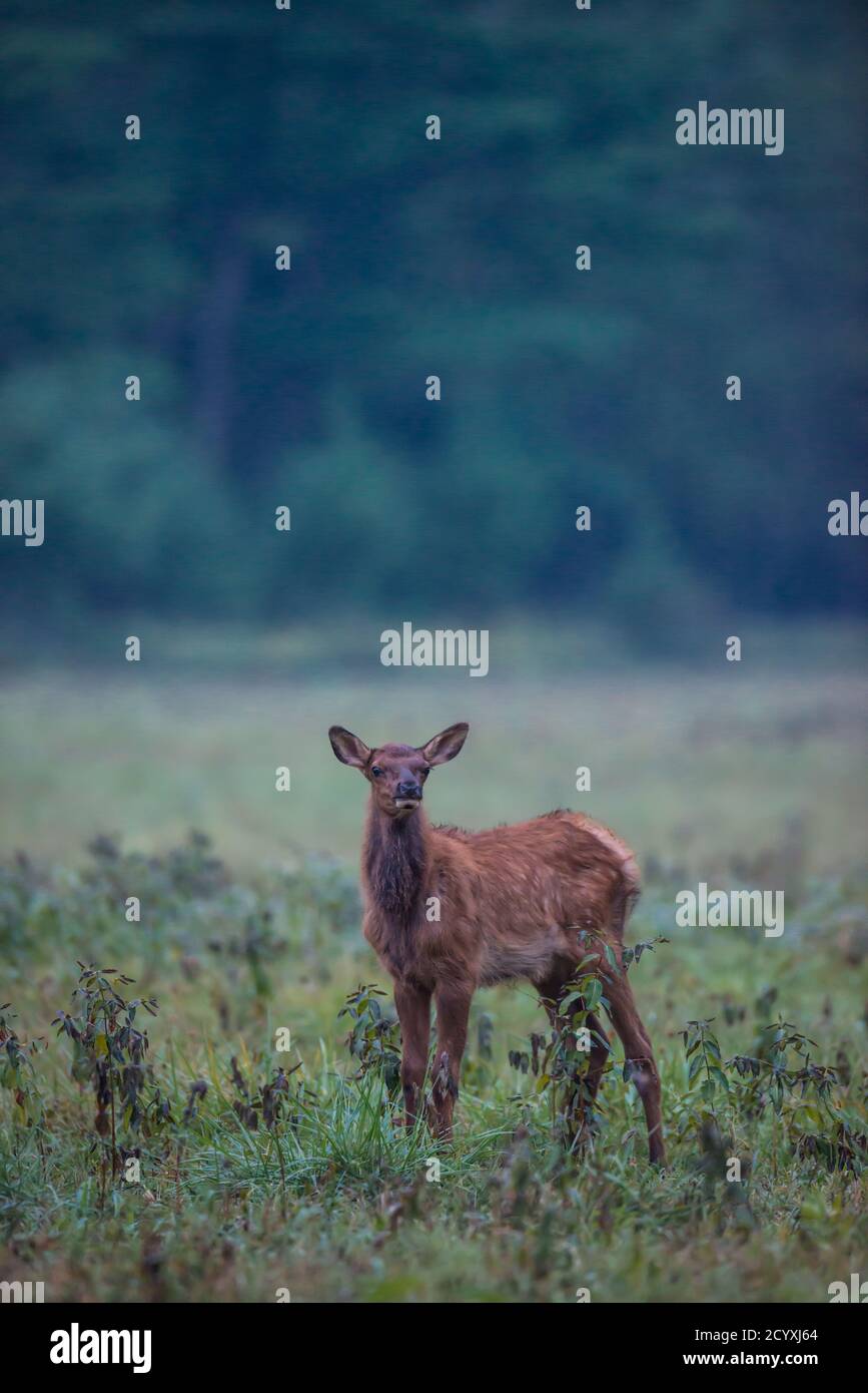 An elk calf standing in a field on a foggy morning in Benzette, Pennsylvania, USA Stock Photo