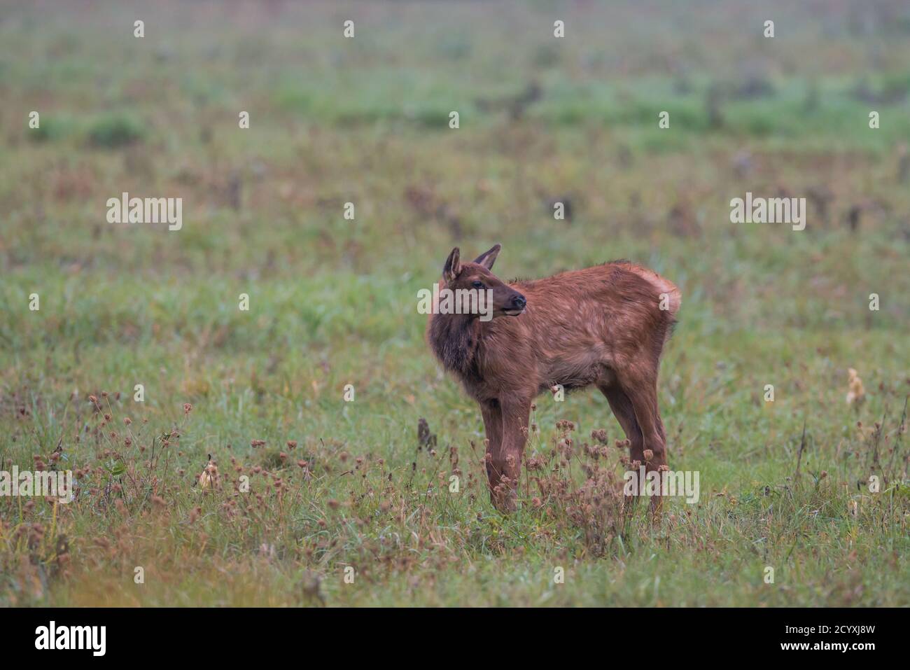 An elk calf with spots barely visible stands in a field in Benzette, PA, USA Stock Photo