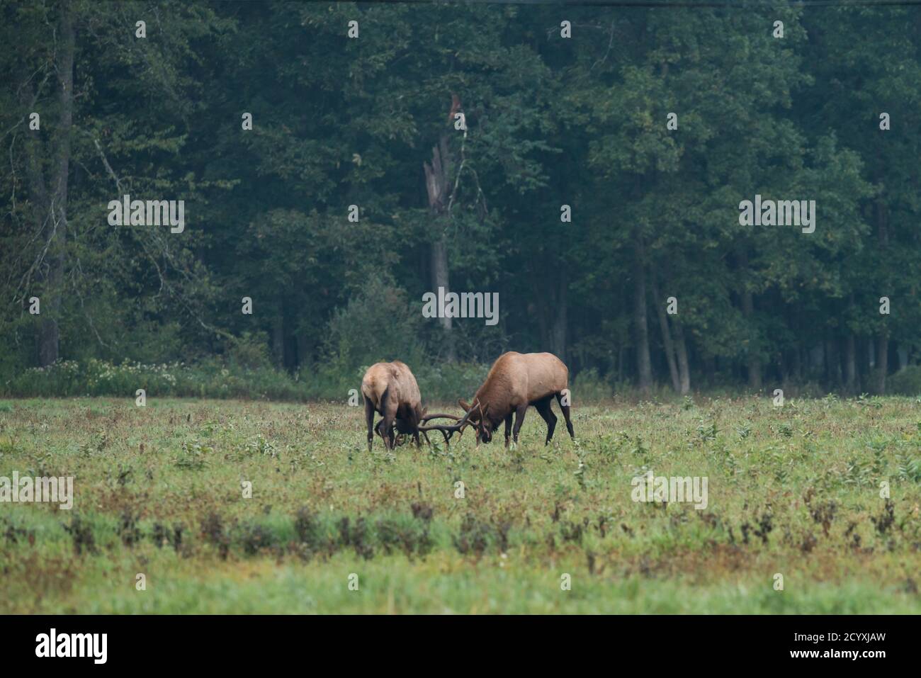 Two bull elk face off locking antlers during the elk rut in Benzette, PA, USA Stock Photo