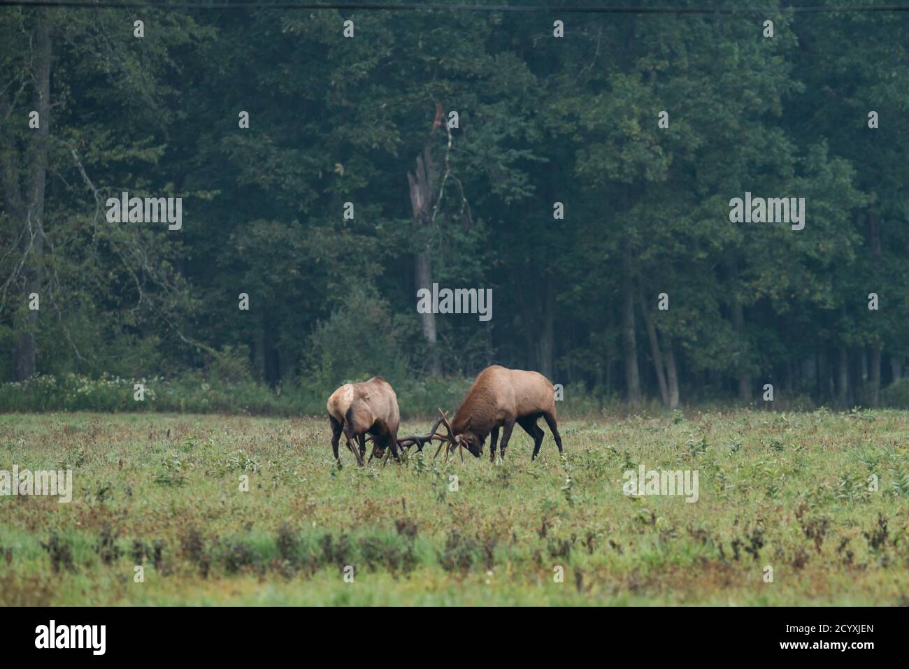 Two bull elk locking antlers during the elk rut in Benzette, PA, USA Stock Photo