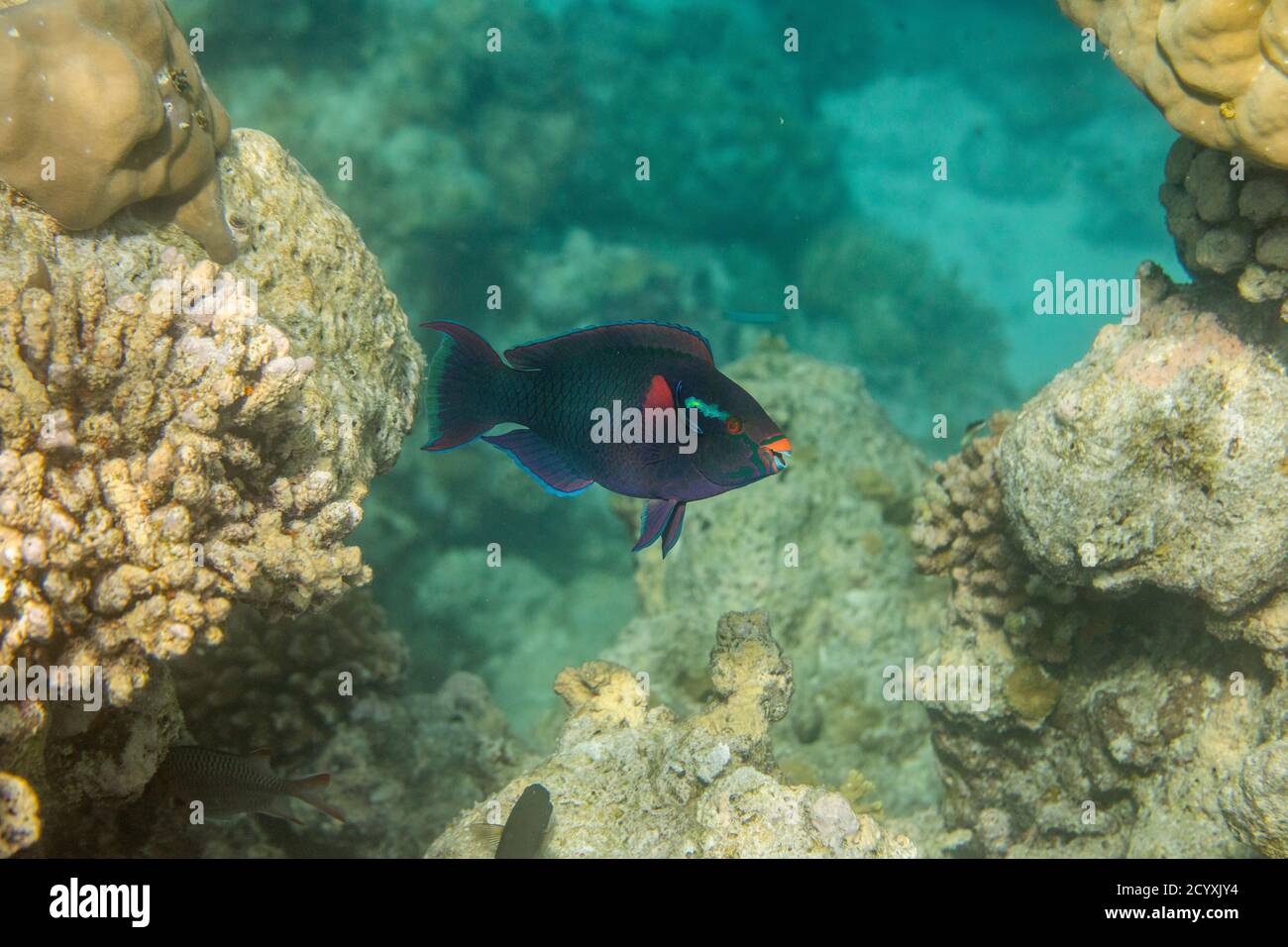 Dusky Parrotfish; Scarus niger; Maldives Stock Photo
