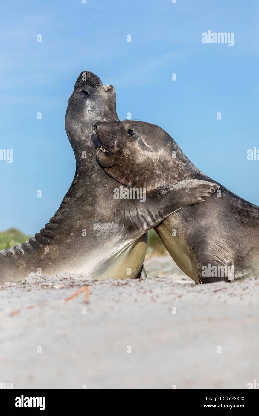 Southern Elephant Seal; Mirounga leonina; Two Sparring; Falklands Stock Photo