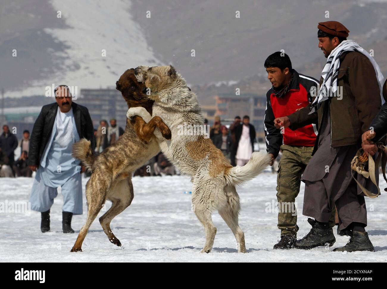 Dogs fight during traditional dog fight hires stock photography and