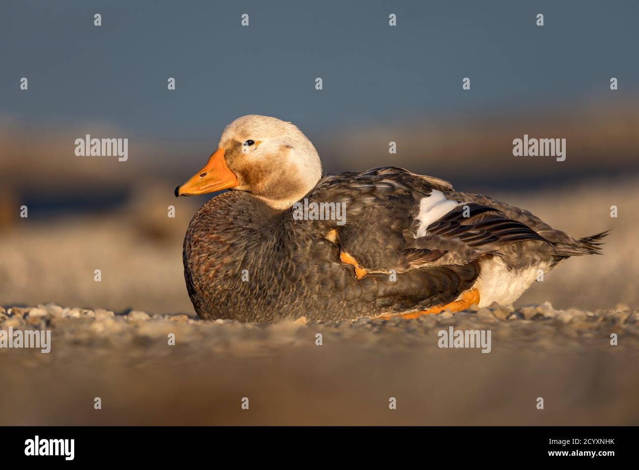 Falkland Flightless Steamer Duck; Tachyeres brachypterus; Male