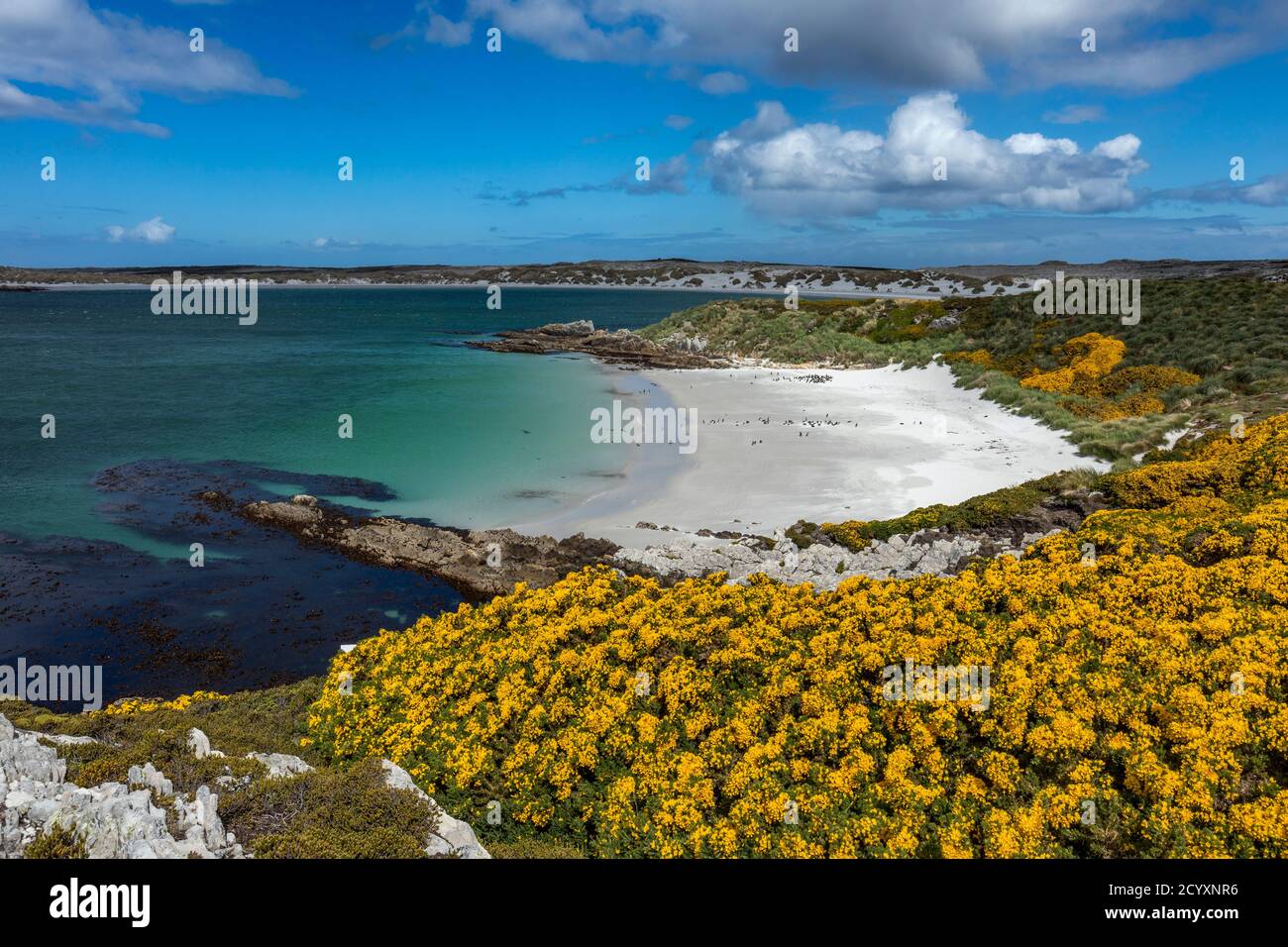 Gypsy Cove; Near Stanley; Falklands Stock Photo Alamy