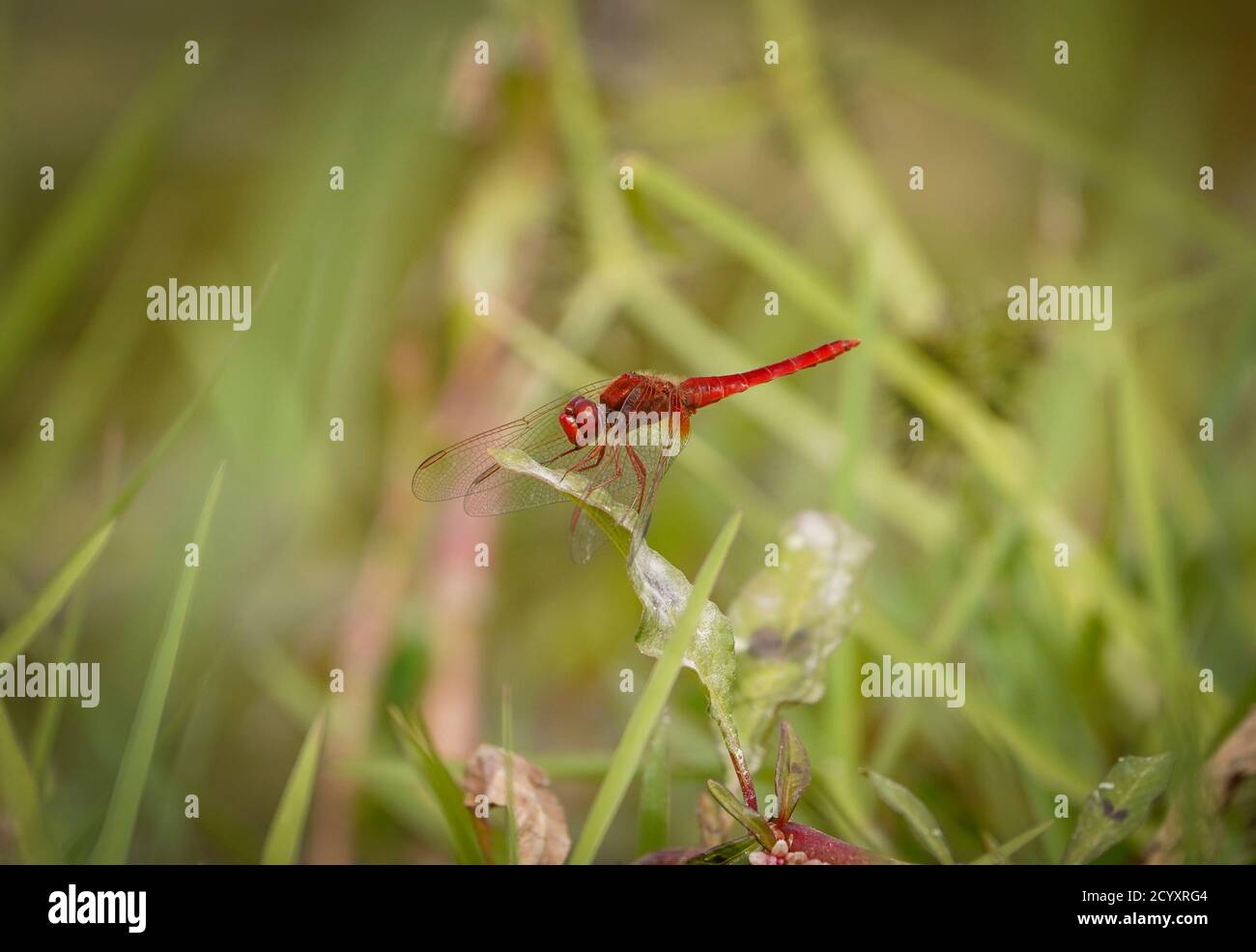 Scarlet dragonfly (Crocothemis erythraea) near a river. Andalucias, Spain. Stock Photo