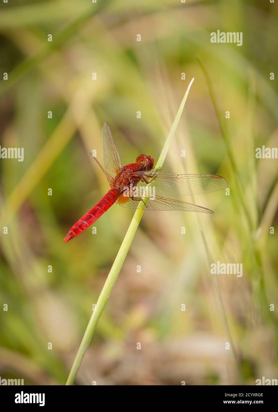 Scarlet dragonfly (Crocothemis erythraea) near a river. Andalucias, Spain. Stock Photo