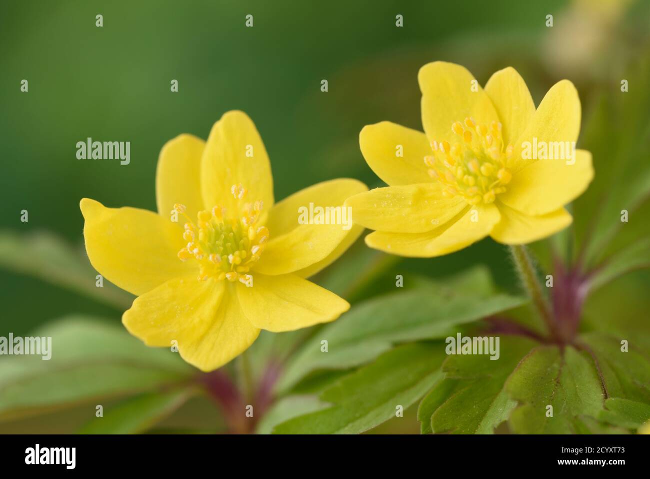 Anemone ranunculoides AGM Wood ginger Yellow anemone Stock Photo - Alamy