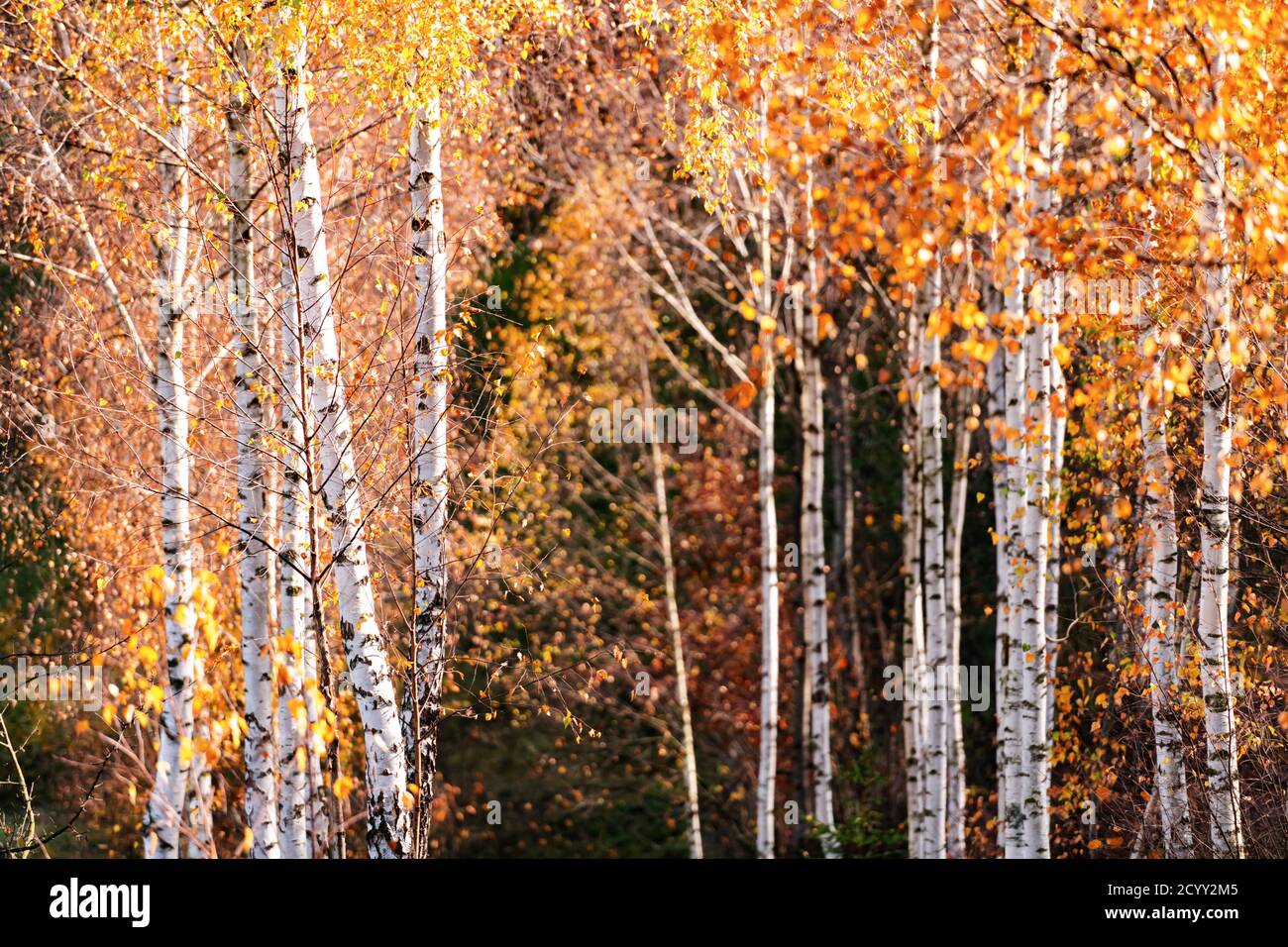 Majestic birch forest with yellow and orange folliage at autumn time. Picturesque fall scene in Carpathian mountains, Ukraine. Landscape photography Stock Photo