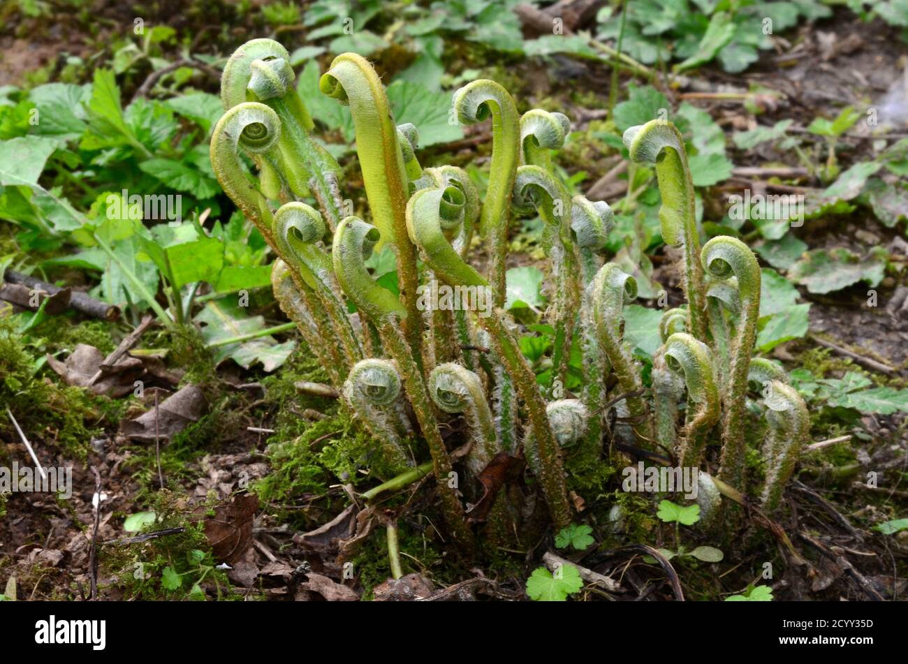 Hart's tongue fern unfurling in spring Stock Photo