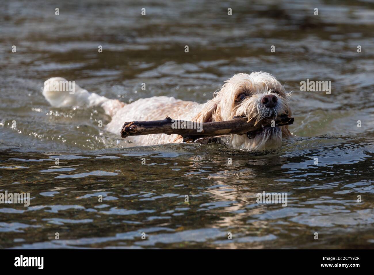 Dog with stick Stock Photo Alamy