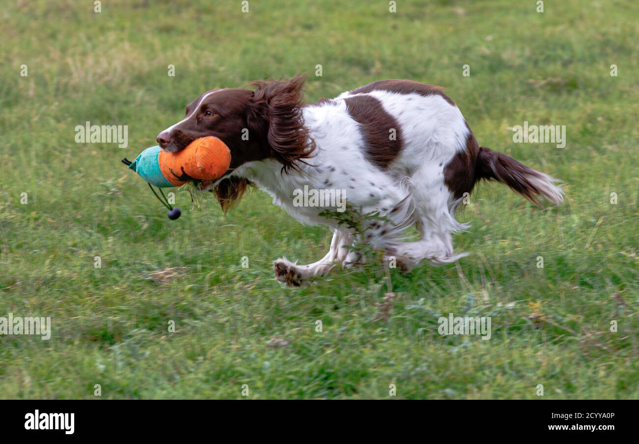 Working Springer and Cocker Spaniels gun dog training session practicing scurries. The spaniels