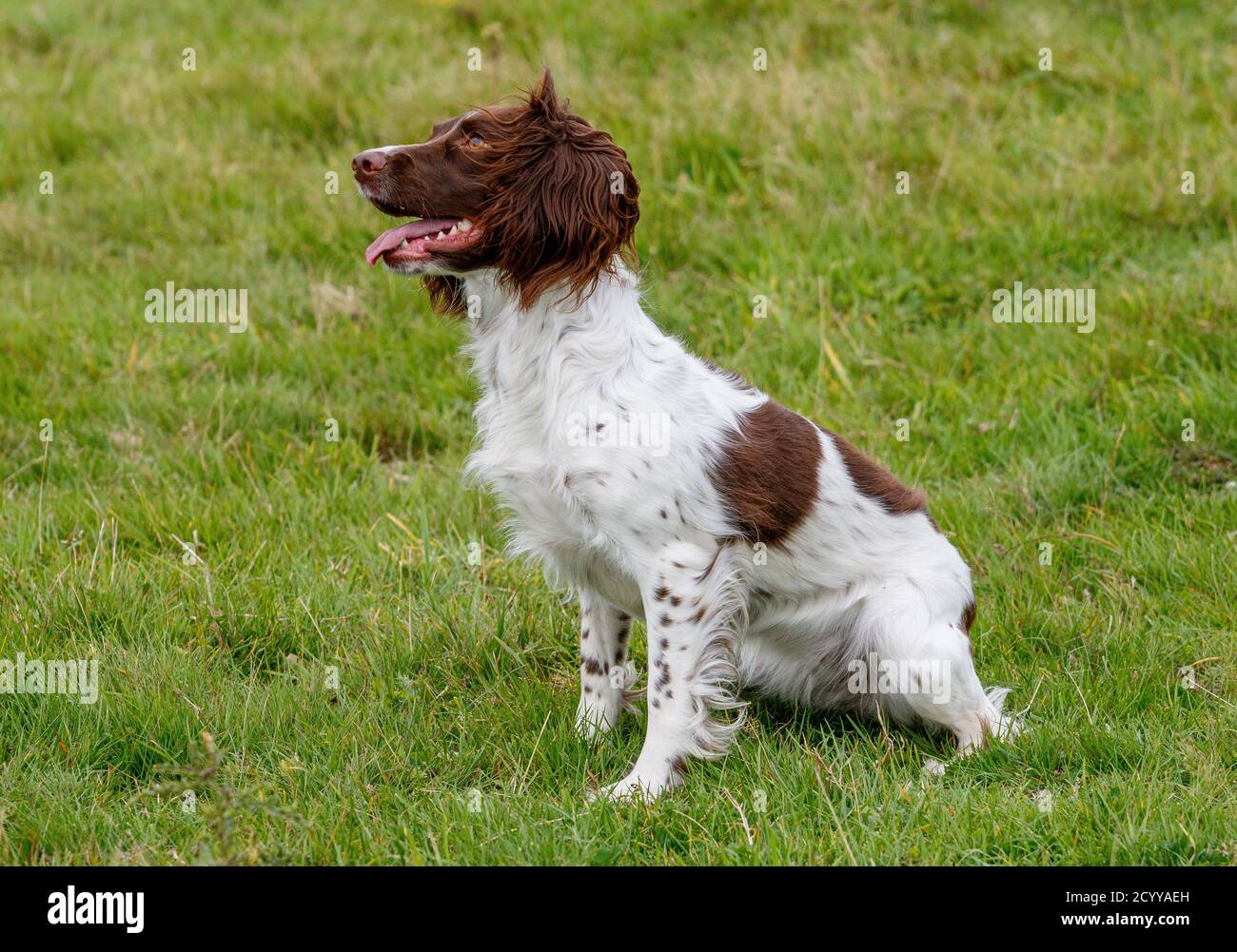 Working Springer and Cocker Spaniels gun dog training session