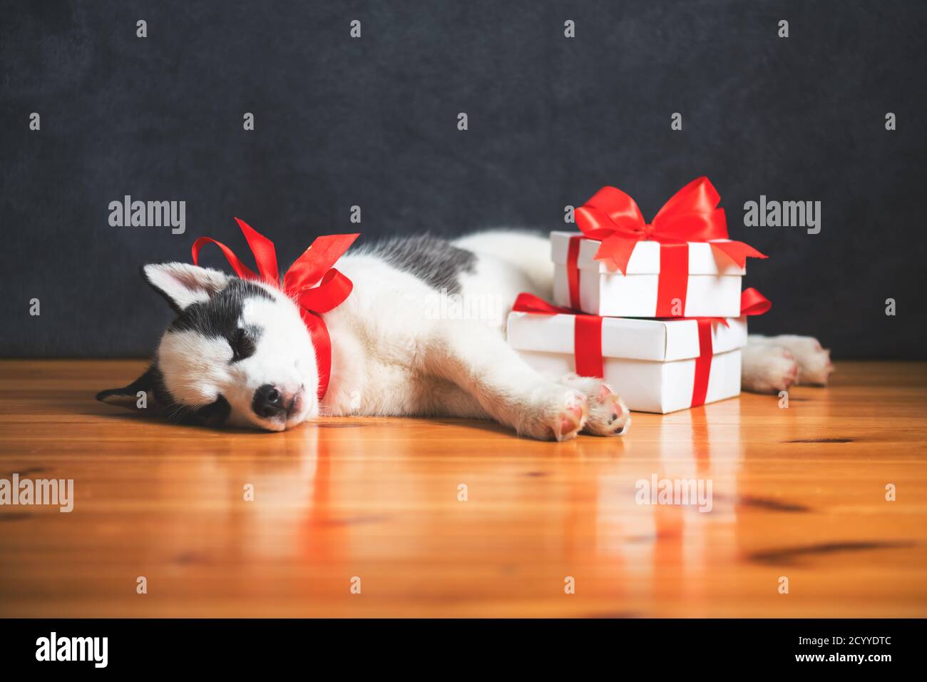 A small white dog puppy breed siberian husky with red bow and gift boxes sleep on wooden floor. Perfect birthday and Christmas present for your child Stock Photo