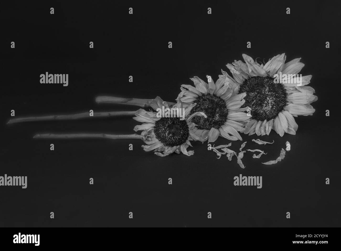 Old sunflowers vintage concept Black and White Stock Photos & Images Alamy